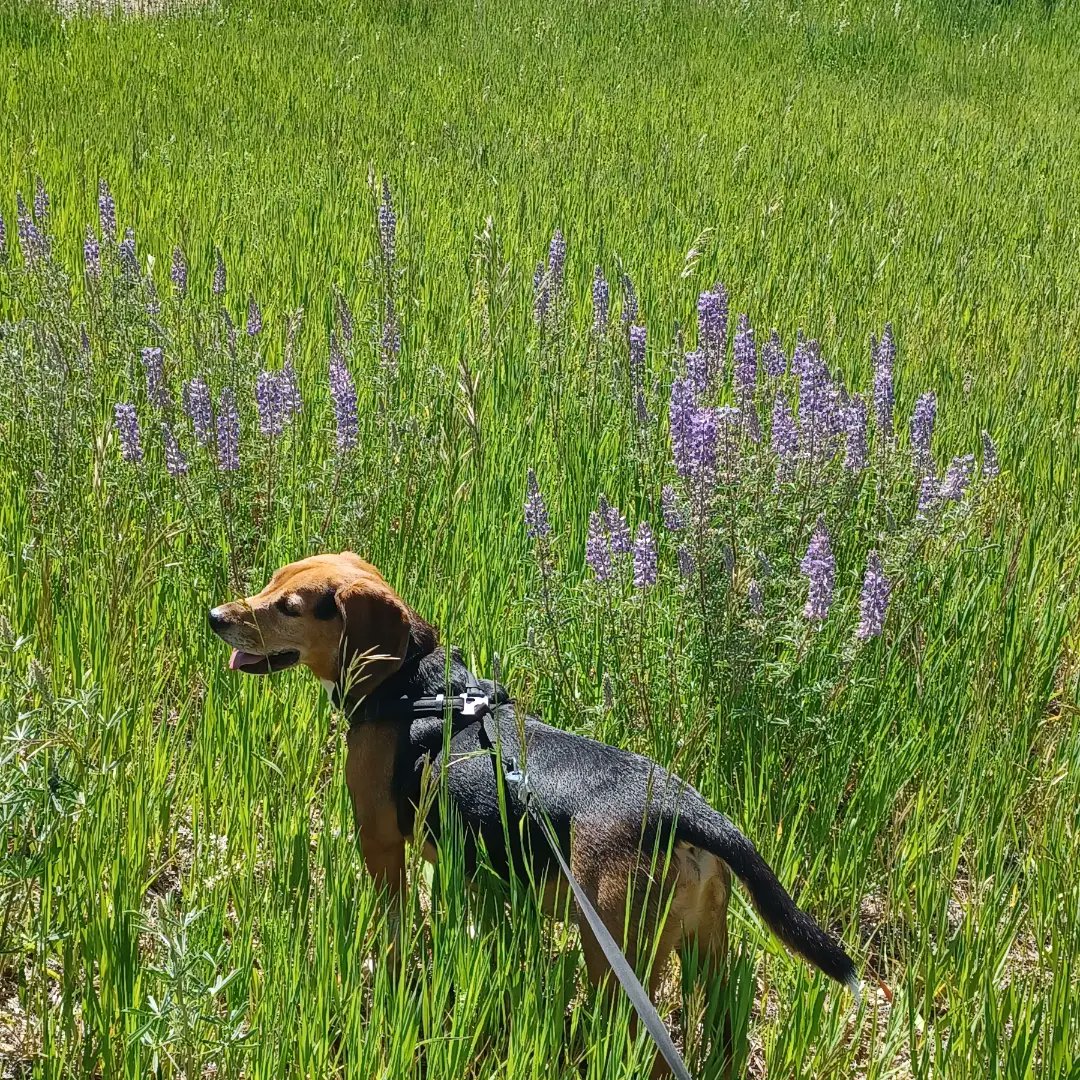 #ClarkTheBeagle and I enjoying a beautiful walk together. 🥰🐾 #Beagle #Beaglemom #BeagleLife #Durango #Nature