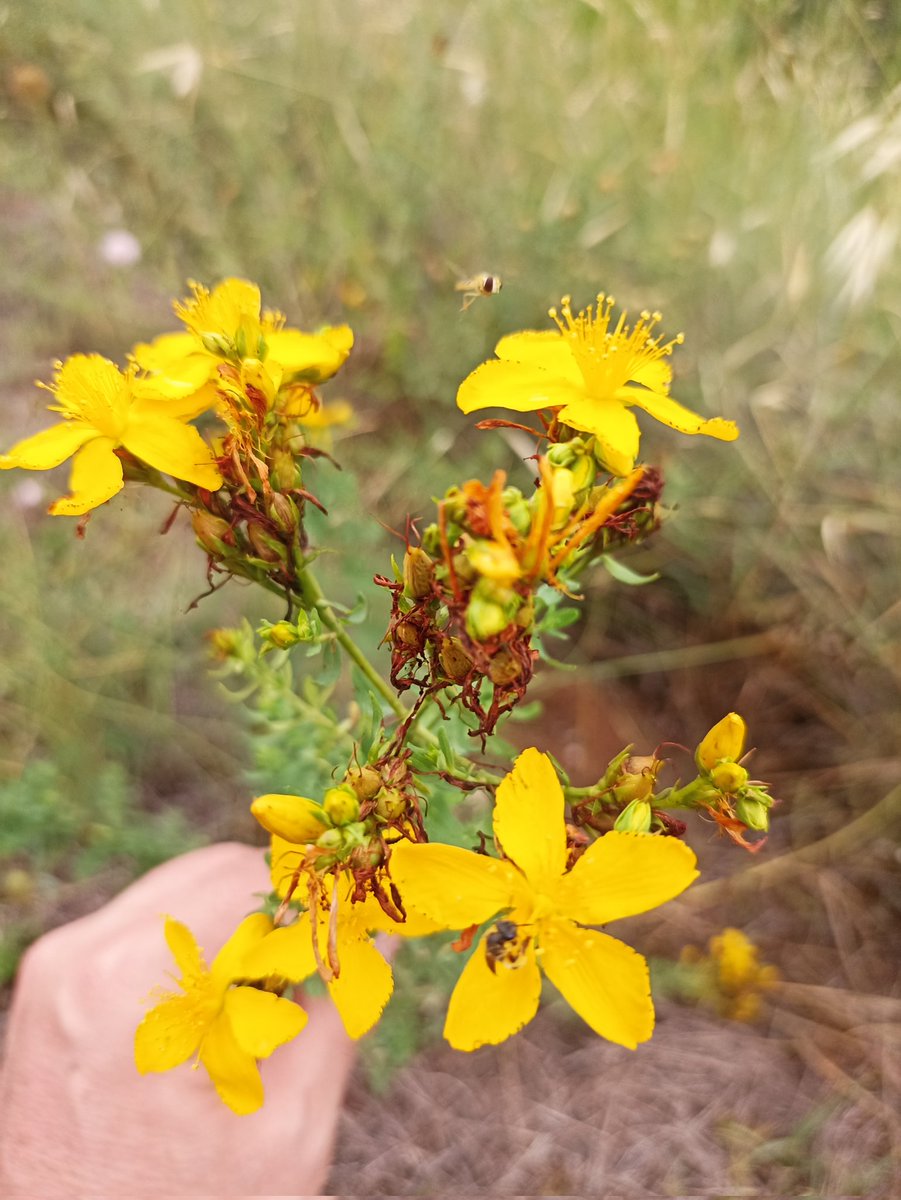 Divendres 23 de juny , vigília de Sant Joan, <a href="/tv3cat/">TV3 és ara @Som3Cat</a> al comarques de les 13'50h explicarà com es fa l'oli de cop a <a href="/granjapifarre/">GRANJA PIFARRÉ</a> . Som Horta, fem #agrocultura👍😉
