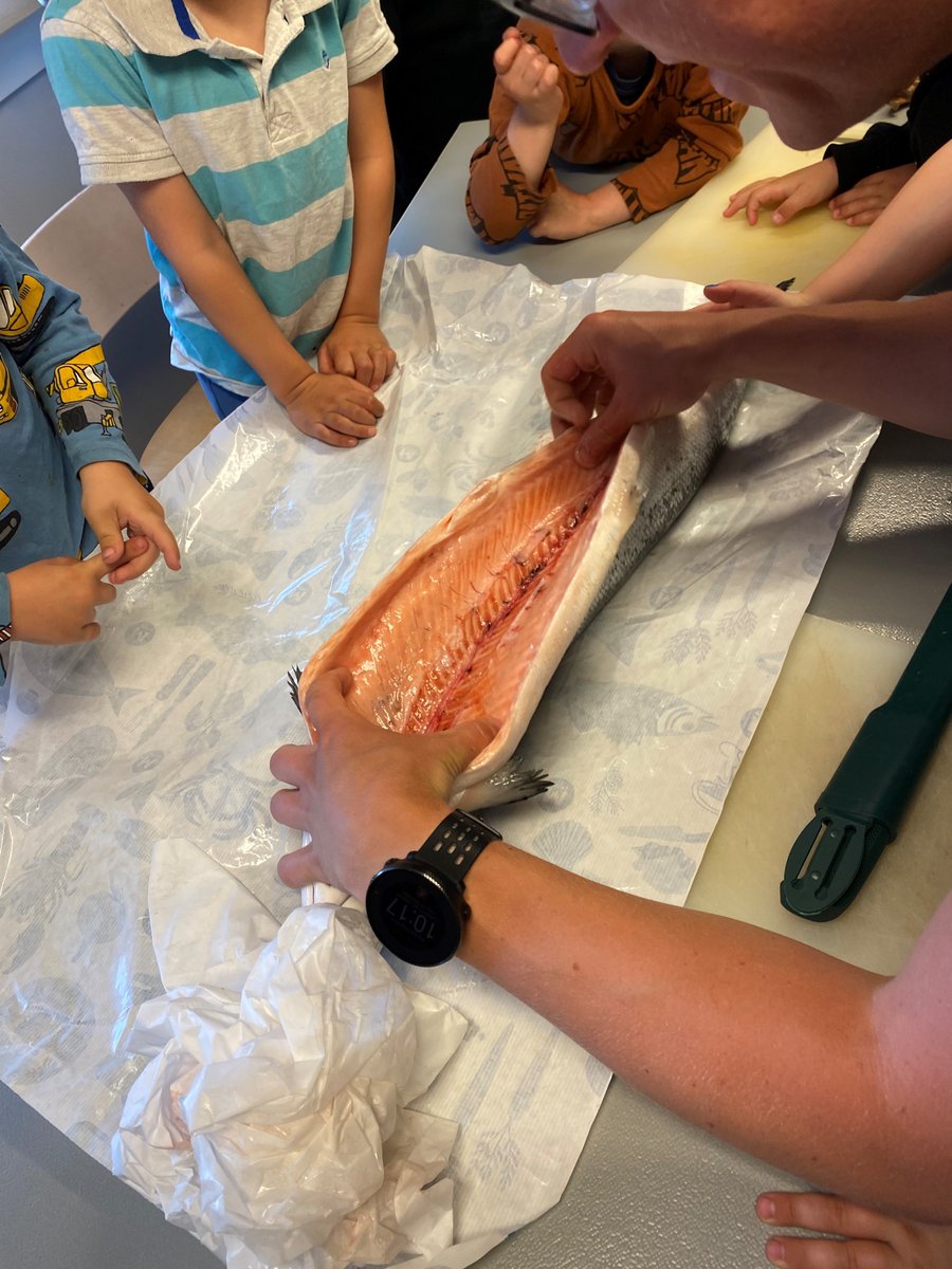 Today the kids in Byåsen Kirkes Barnehage learned about food through practice! They got to touch, smell, fillet and cook a fresh caught salmon with @DorberMartin from @IndEcol. This creates awareness that fish doesn’t grow in the supermarket, a key for #transformativechange.