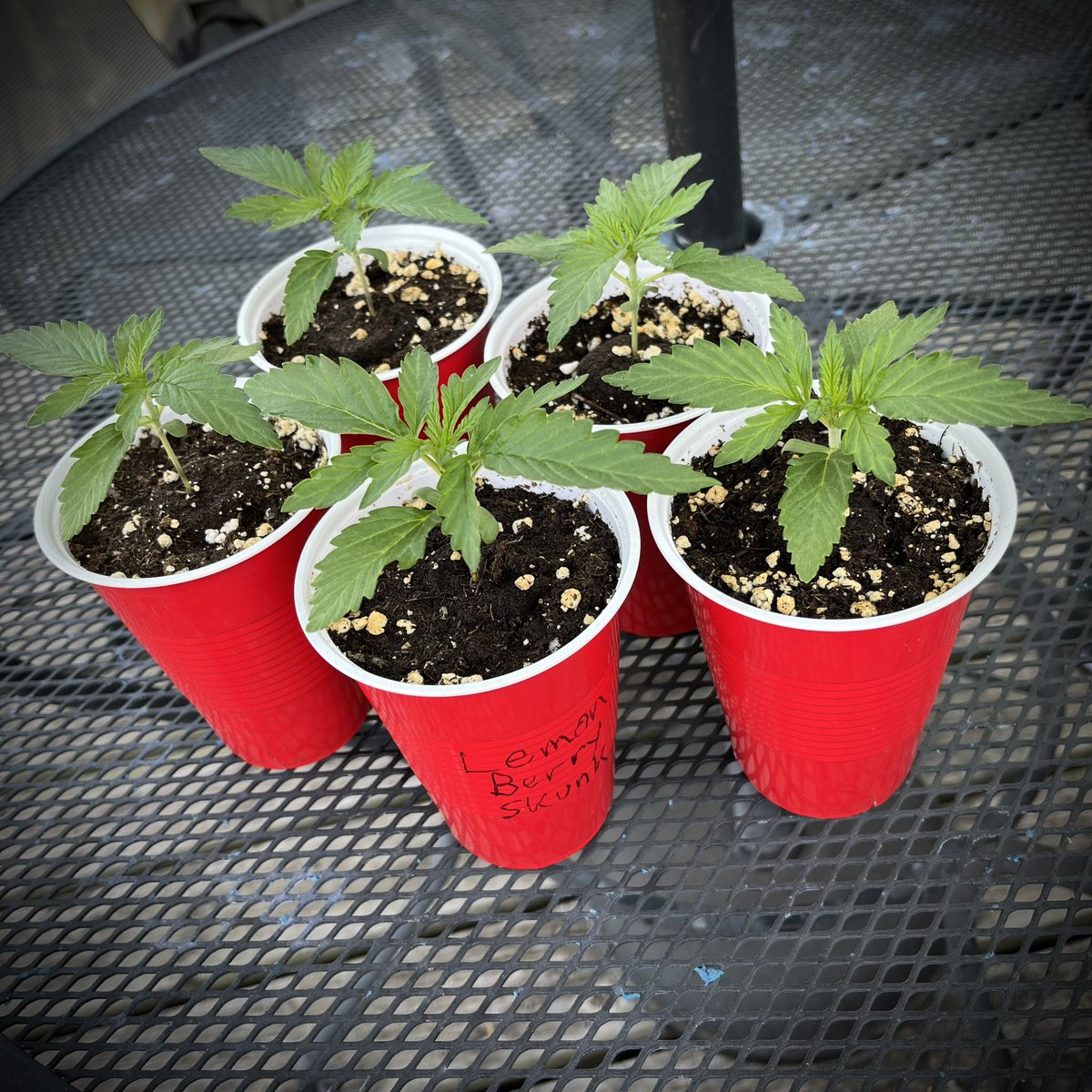 Outdoor grow after 2 weeks. Ready to transplant to bigger pots. Lemon Berry Skunk, Lilac Grape Diesel, and Diesel. All Aeque Genetics!

#cannabisgrowers #cannabisplants #cannabiscommunity #growuourown