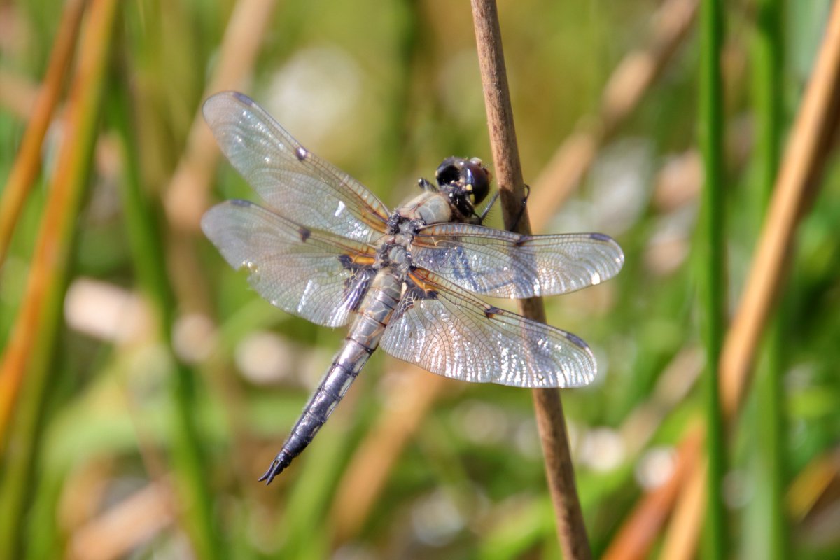 All creatures great and small enjoying a glorious warm evening by the #Drimnin Boathouse tonight. From dainty large red damselflies to the now enormous pet 'Geordie'😄

#Farmstays #farmlife #Lovenature #dragonflies #westisbest