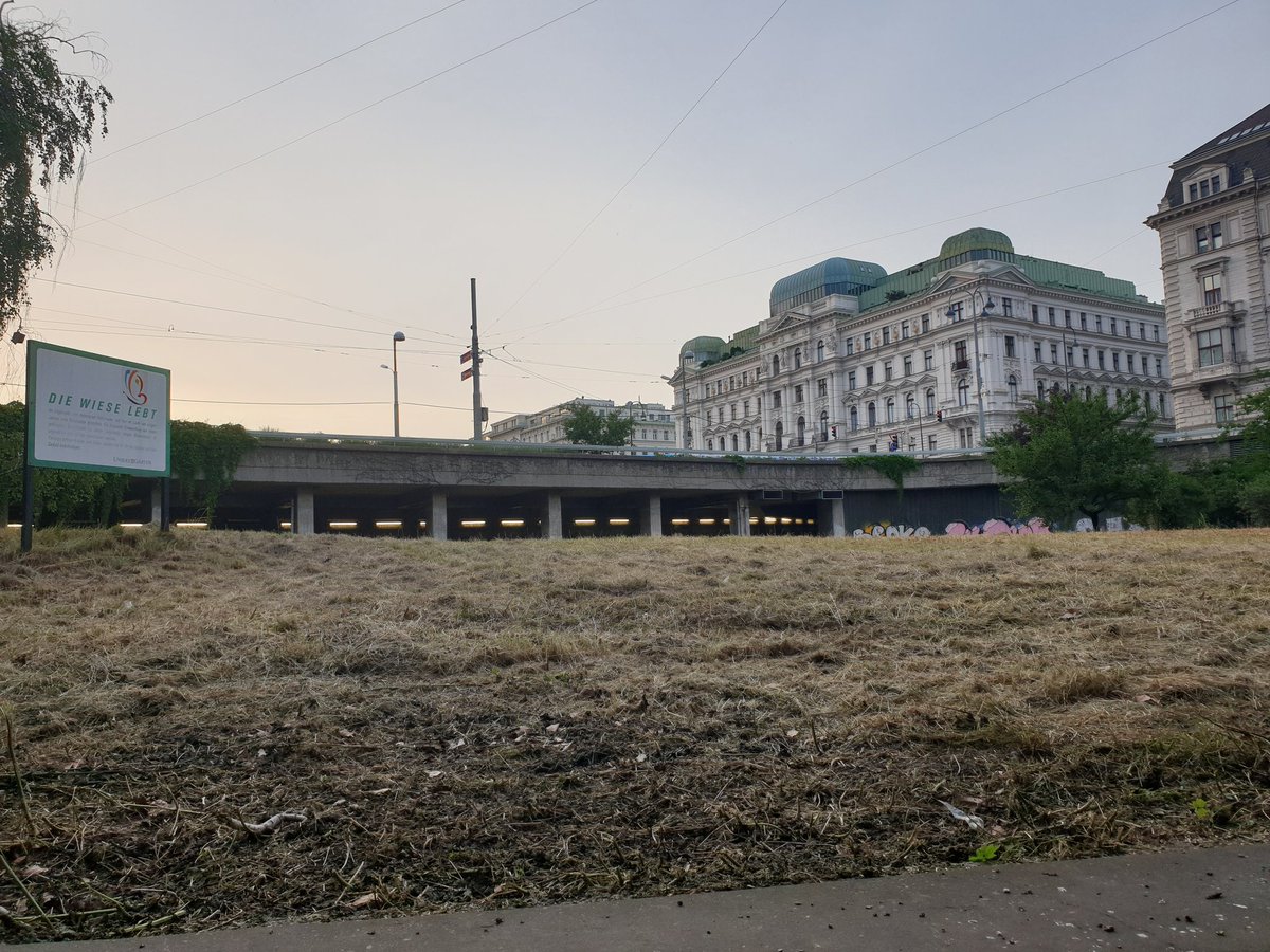 Niemand stört sich an der ungemähten Wiese im Jonasreindl, aber Mähplan ist Mähplan und binnen Tagen ist alles komplett vertrocknet.

Passend dazu: Das „Die Wiese lebt Schild“. #Klimamusterstadt