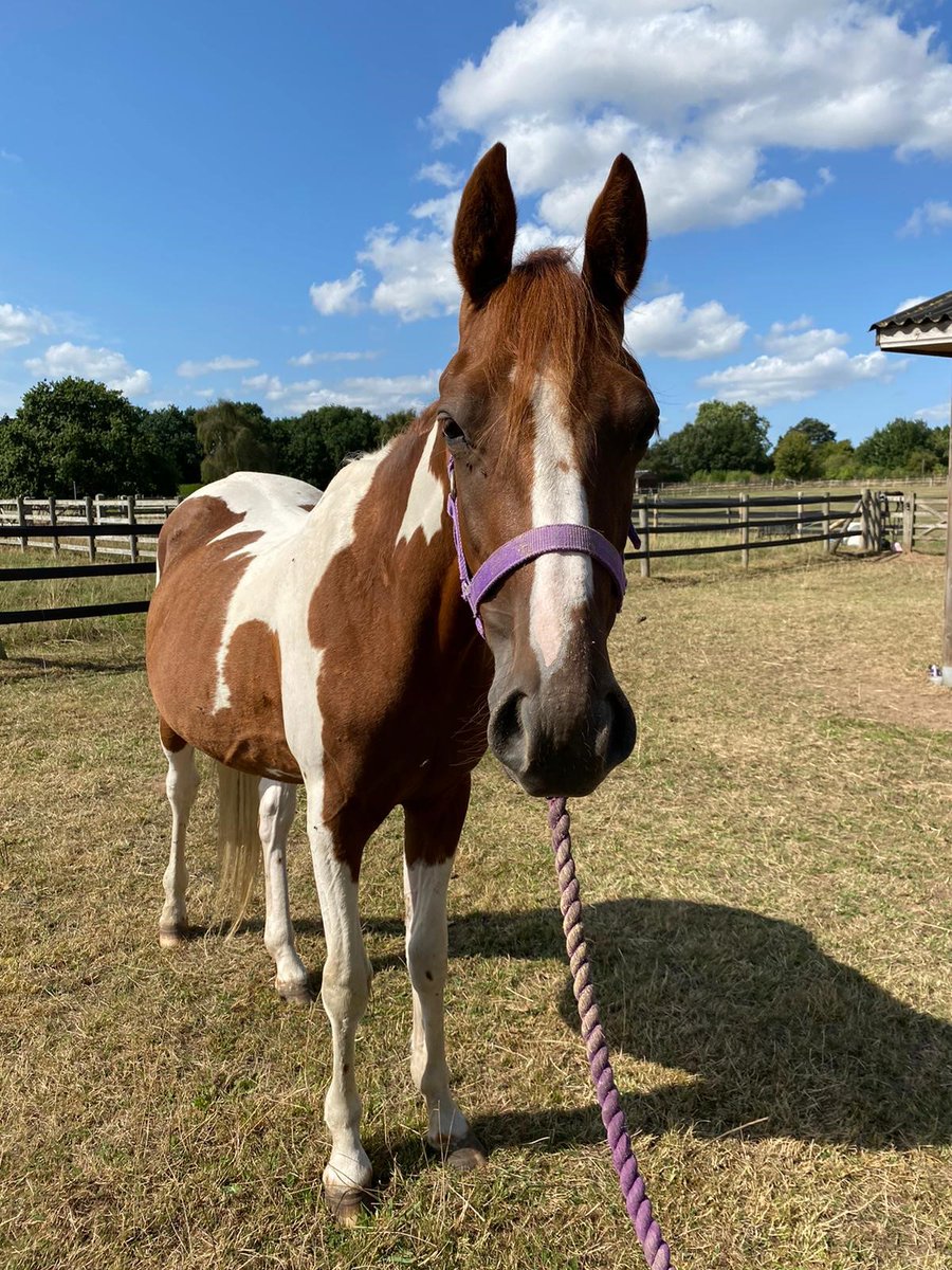 Tommo was found wandering alone, abandoned in a terrible condition. 💔 Since arriving with us, Tommo was treated with an enormous amount of love and care and quickly transformed into a confident and happy boy! #TransformationThursday