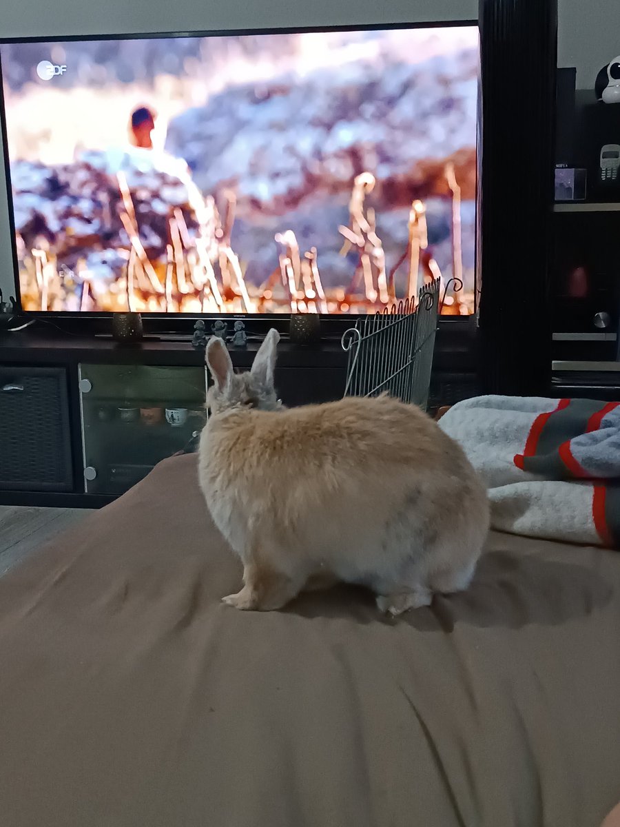 Our bunny watching some tv