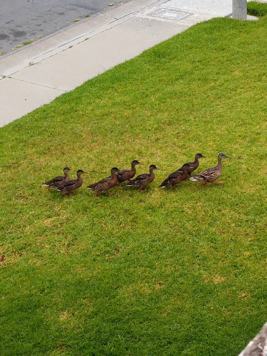 artgal57's tweet image. Mama and the Juveniles came back this morning. Gone all day yesterday, must've been stuck somewhere. Glad to see them. About two weeks to go. #SevenStrong #BackyardDucks #Mallard