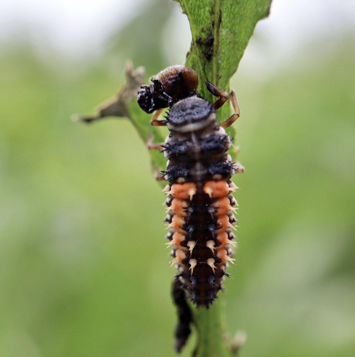 Here’s an introduced beetle eating a nationally scarce, UK BAP priority beetle for you to look at.

Harlequin Ladybird vs. Tansy Beetle

River Ouse, June 2023
🥺