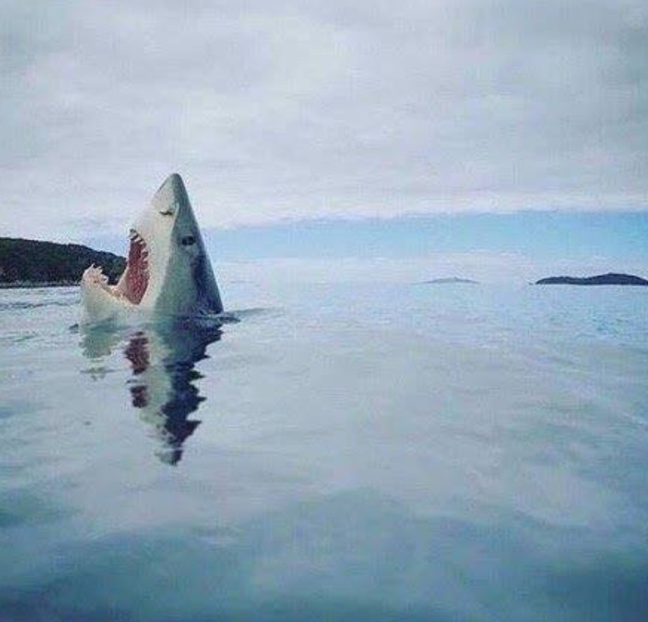 Nini_MacBright's tweet photo. Rare image d’un requin qui a marché sur un mini sous-marin https://t.co/XzdG5WJi87