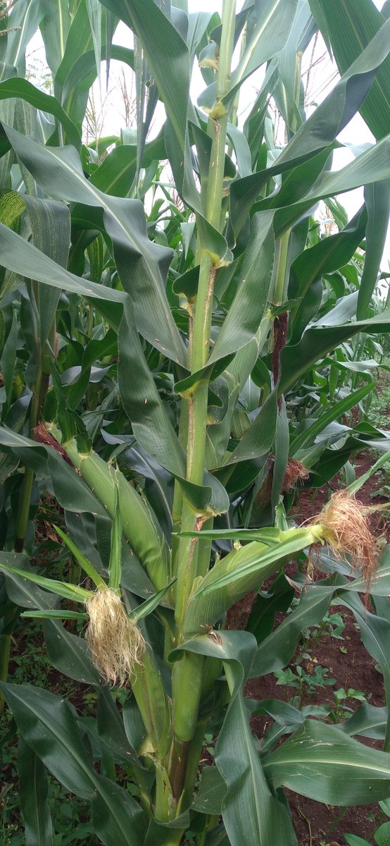 Planted with Yara Microp planting topdressing done with Microp topdressing Sprayed with Yara Vita CROP BOOST and the results and colour is here Smart farmers use Yara <a href="/yarakenya/">YaraKenya</a> <a href="/mfarmguard/">Mr🇰🇪 Farmguard 🇬🇧 🥔</a> <a href="/diangaronald/">Ronald</a> <a href="/Fredmunene_/">Farm With Fred</a> #MboleaNiyara