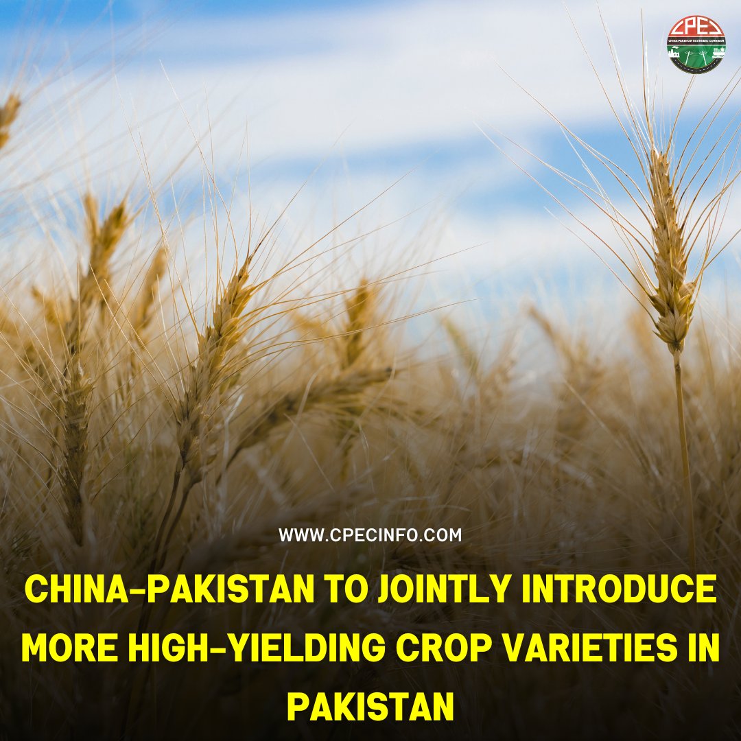 CPEC_Official's tweet photo. China-Pakistan to jointly introduce more high-yielding crop varieties in Pakistan.
🇵🇰 🇨🇳
#China #Pakistan #CPEC #PakChina https://t.co/MTzJHh7pyD