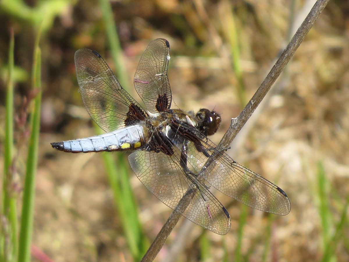 Ian Kendall (@iankendall12) on Twitter photo At least half a dozen Broad-bodied Chasers holding territory on the new ponds at Hunley Hall GC. Good work by Greg and team <a href="/Hunley_Greens/">Hunley Greens</a> At least half a dozen Broad-bodied Chasers holding territory on the new ponds at Hunley Hall GC. Good work by Greg and team <a href="/Hunley_Greens/">Hunley Greens</a>