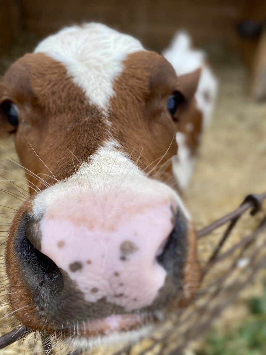 MOOO #cow #animal #cute #เรือดําน้ํา #FF16