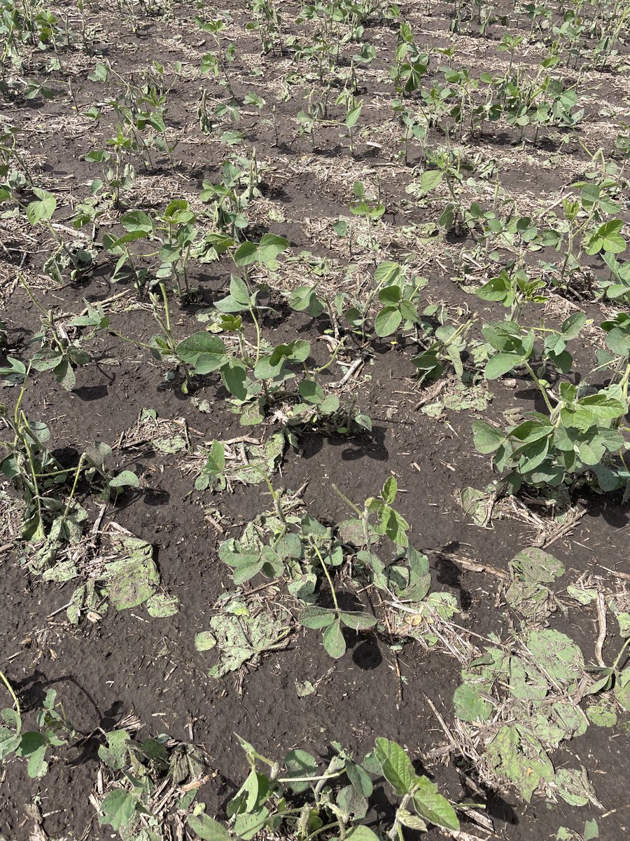 Brad Crammond tweet media