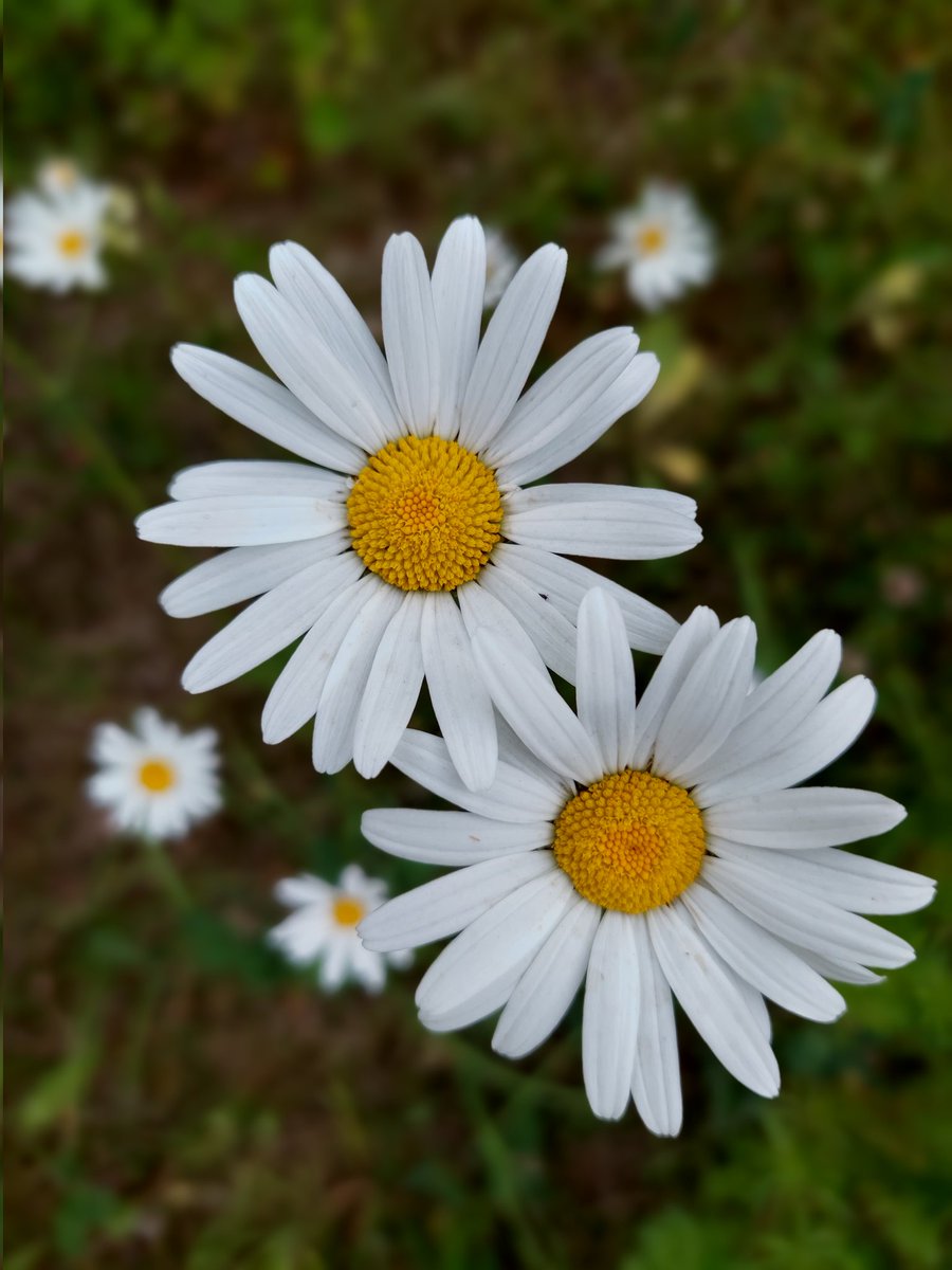 Hyvää juhannusta 💐 Merry midsummer ☀️ #juhannus #kesä #midsummer #summer
