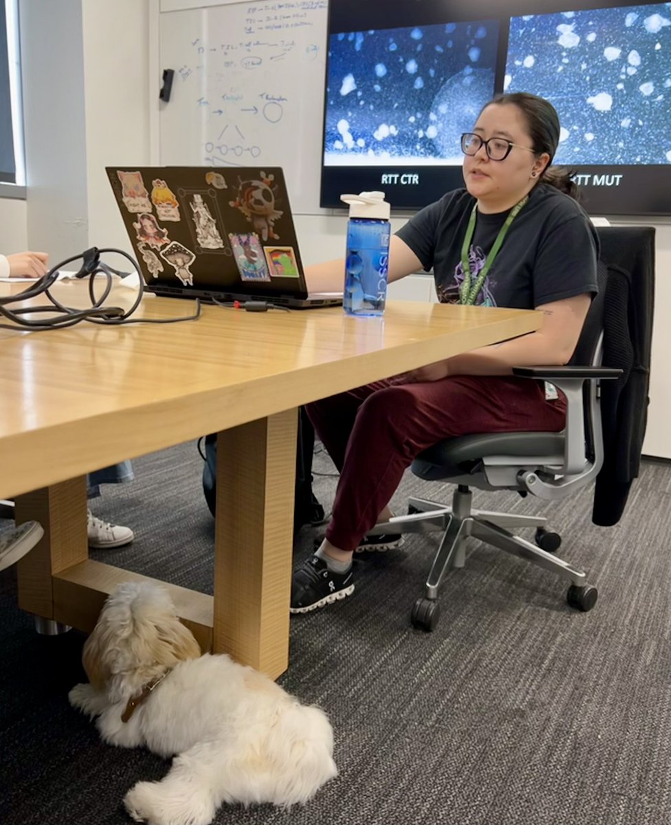 Butlerlab_UCLA's tweet image. Matilda learnt a lot about #organoids from @NatBaliaouri in lab meeting today.  #labdog