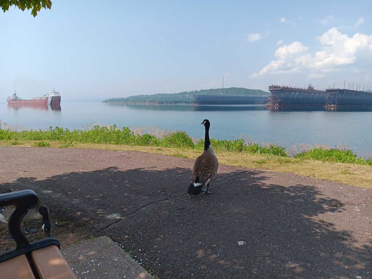 Watching the ships come in with a goose. #twoharbors