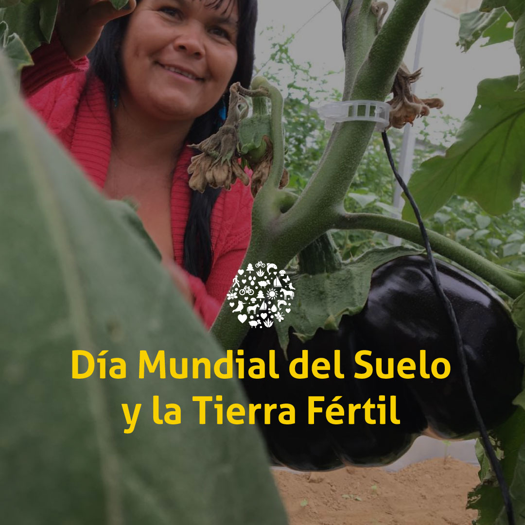 Día Mundial del Suelo y la Tierra Fértil, tomemos conciencia de que este elemento que nos sostiene y nos brinda alimentos, almacena y filtra el agua de las lluvias no es renovable. Protégelo al elegir para tu consumo productos que se hayan generado bajo prácticas agroecológicas.