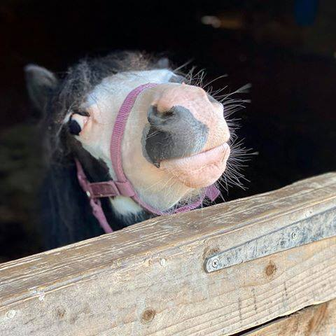 CecilsSanctuary's tweet photo. #wednesdaythought - looking back to June 2020 when Taro joined us (a yearling) after his owner died. Taro had been left to run wild and had trust issues as well as some medical problems. He now lives happily with the gang who are still known as "the foals". #ponyhour https://t.co/nKheNb0RCr