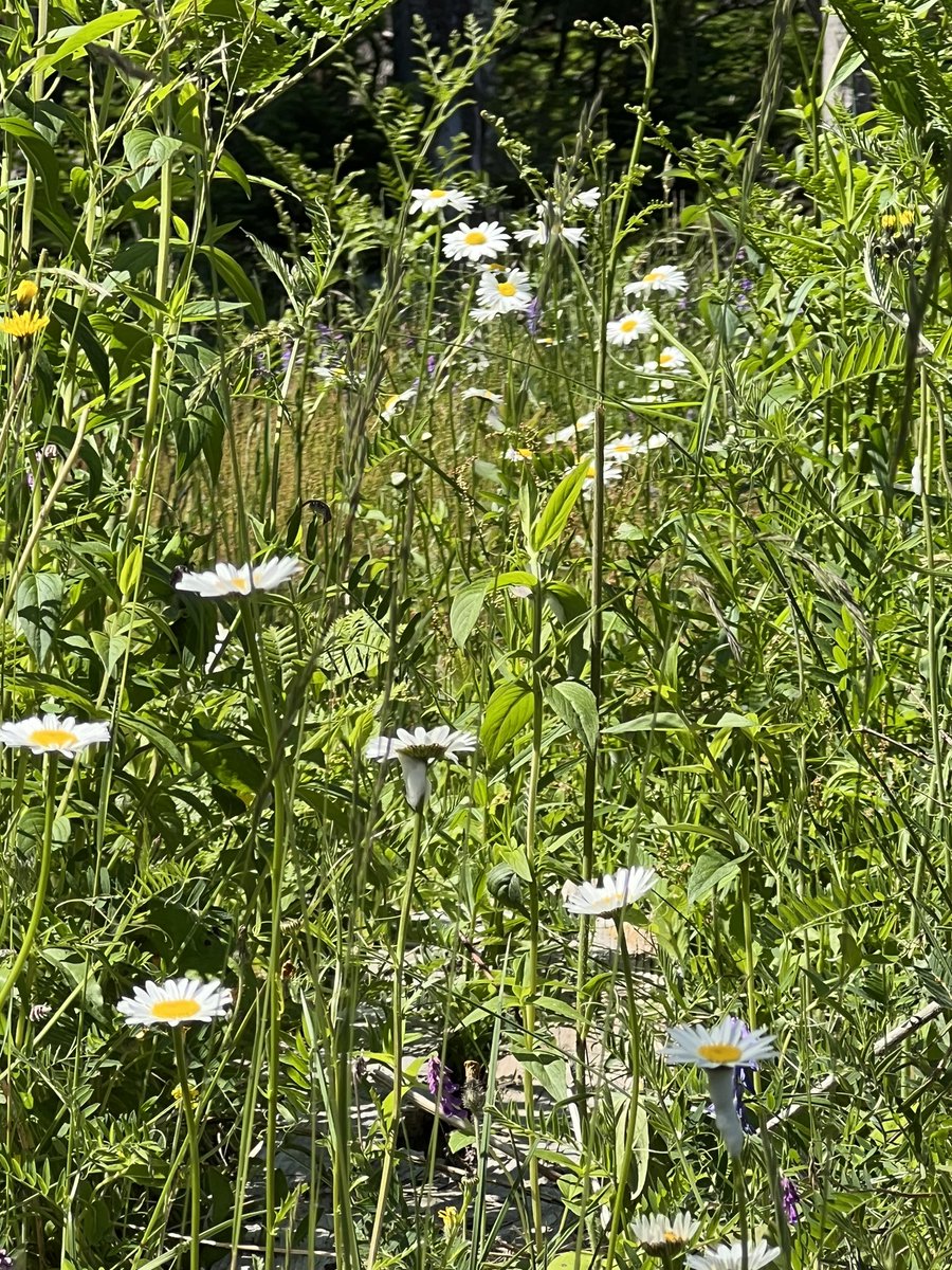 The view from my blanket. #SummerDays #DownEast #StoningtonME #SmallBeauties