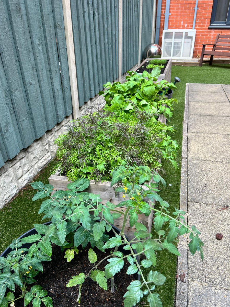 We’re feeling very proud of what we’re growing in the court yard. What a wonderful therapeutic activity, and it’s long until we can start tasting our fruit, veg and herbs. X