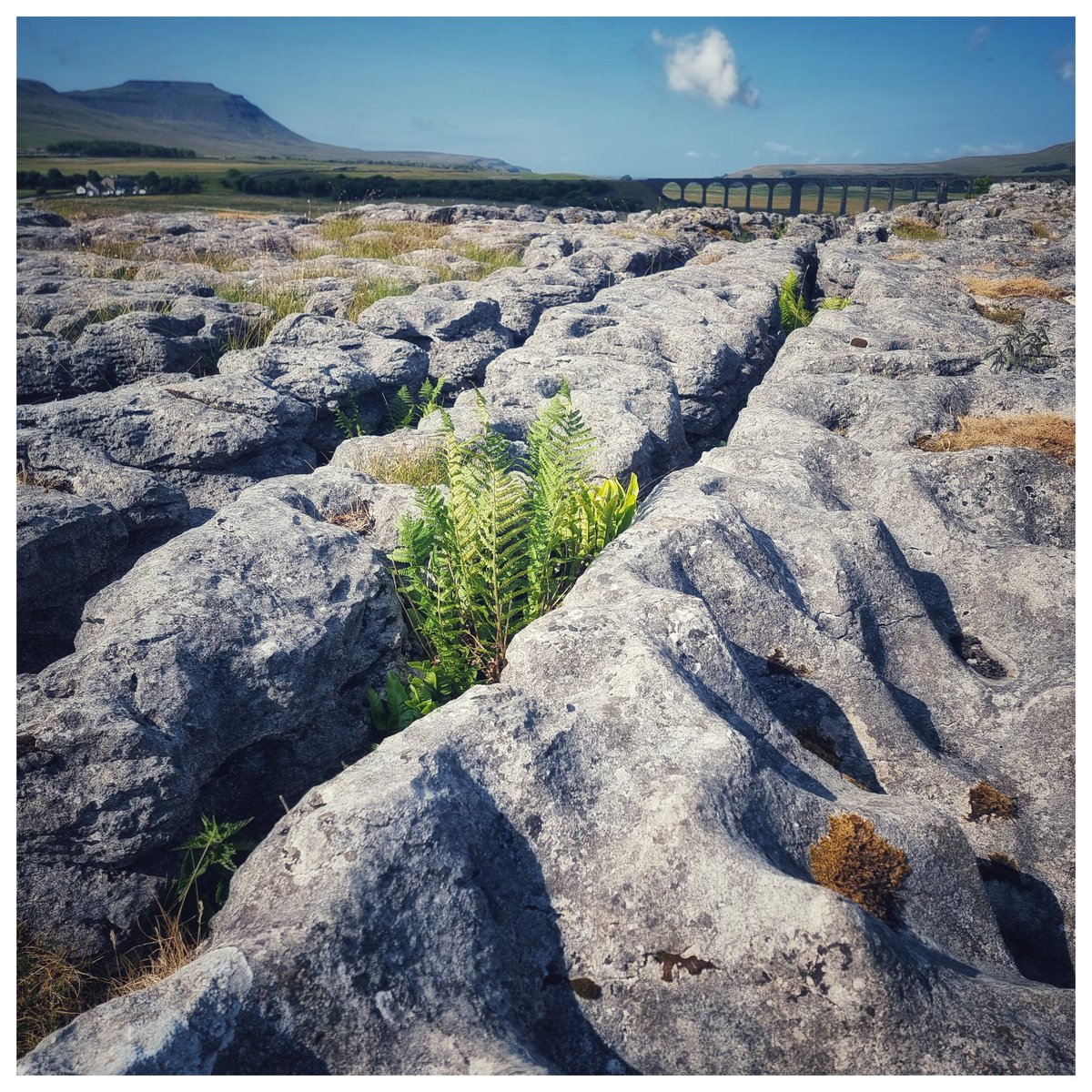 Ribblehead Viaduct and Ingleborough in the distance. 

#galaxys21ultra #walking #Northyorkshire #lensculture #capturewithconfidence #excellent_britain #greatnorthcollective #bbccountryfilemag #nationalparksuk #yourebritain