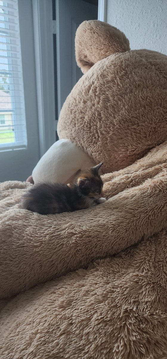 Its_Kazmania's tweet photo. Please enjoy this tiny kitten on a giant teddy bear. https://t.co/WAQX0acpDM