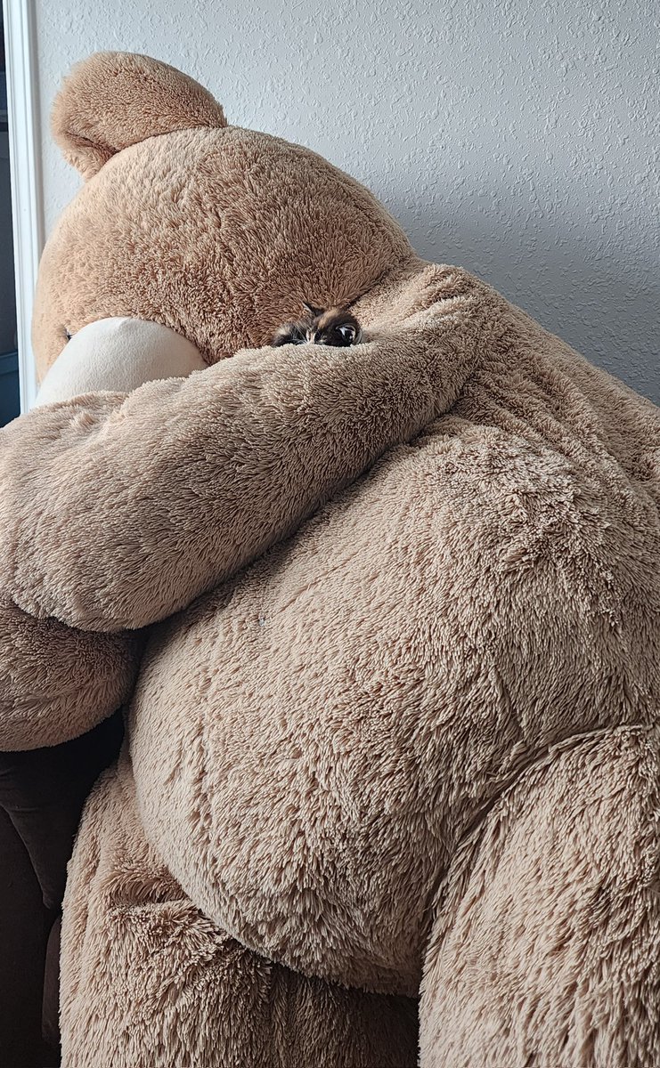 Its_Kazmania's tweet photo. Please enjoy this tiny kitten on a giant teddy bear. https://t.co/WAQX0acpDM