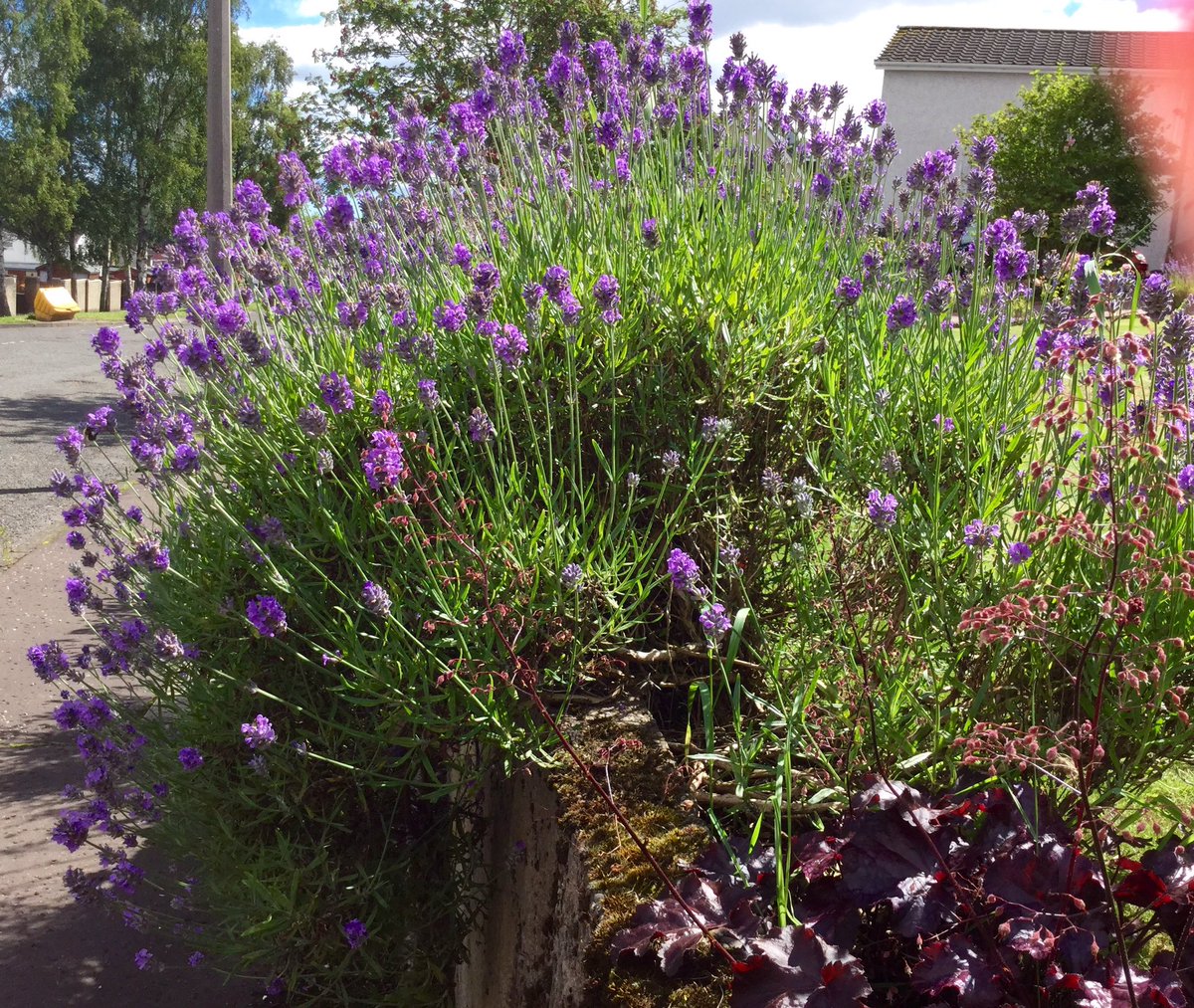 @IstiakAhmed001 @WildlifeSarcasm @wildflower @alliemcrowe @helen21206699 @driftwoodbysea @Gardenwilde_ @SarahsGarden12 I have hedges of #lavender to keep the bees happy. 🐝🐝🐝