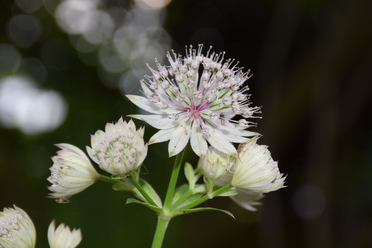 MyGarden_Uk's tweet photo. A couple of shots of the gorgeous Astrantia.❤️❤️
Loving these flowers, even the name is beautiful.😍
Did you spot the Spider?
@des_farrand
#BeautifulFlowers #Masterwort #HattiesPinCushion #Nature #Visitors #ColoursOfNature #Astrantia #ColorsOfNature #Flowers #ILoveYouAstrantia https://t.co/DhoWC2cdsJ
