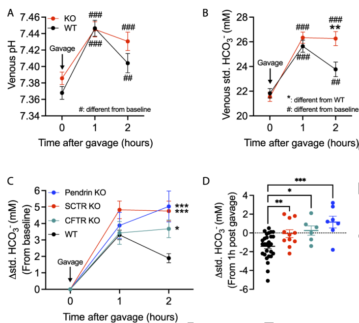 JASN_News's tweet photo. The secretin receptor (SCTR) stimulates urine alkalization by activating β-ICs. This study suggests loss of SCTR impairs the increase of renal base excretion during acute base loading &amp; SCTR is necessary for acute correction of metabolic alkalosis https://t.co/e0Adz84cSX https://t.co/quvWkwxOEf