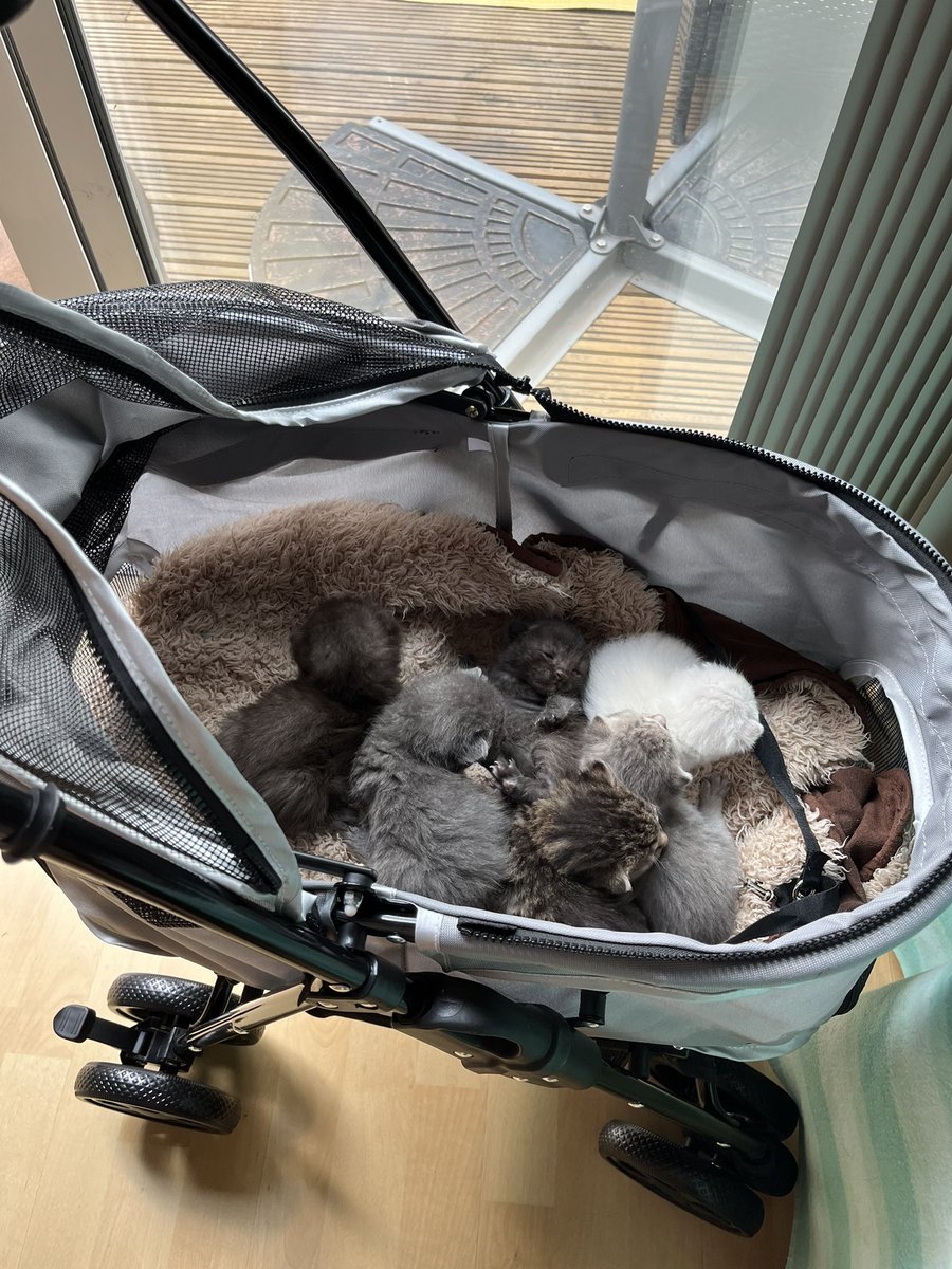 bellaboo39's tweet photo. Best buy ever! Pram for Ronnie and the kittens get a ride too! https://t.co/o7Uq5ouyK3