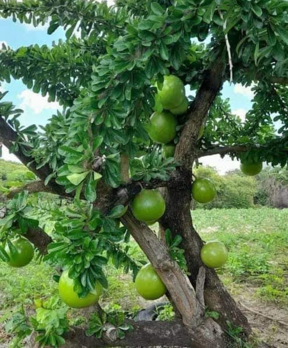 I'm being challenged. I'm a Kingstonian, it's the first time I'm seeing this fruit tree.🇯🇲🏝️🤦🤷😎