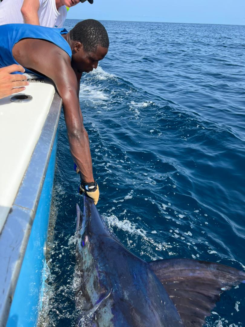 TagBillfish's tweet photo. Shout out to Alexandre Assaad from Cameroon! Despite his postal restraints, he reached out to our team and submitted a couple of tag cards. In April of this year, his boat tagged and released a 400 lb and 600 lb Blue Marlin, plus a Sailfish! Thanks Alexandre!
#tbf #tagandrelease https://t.co/7c3EJGCeVJ