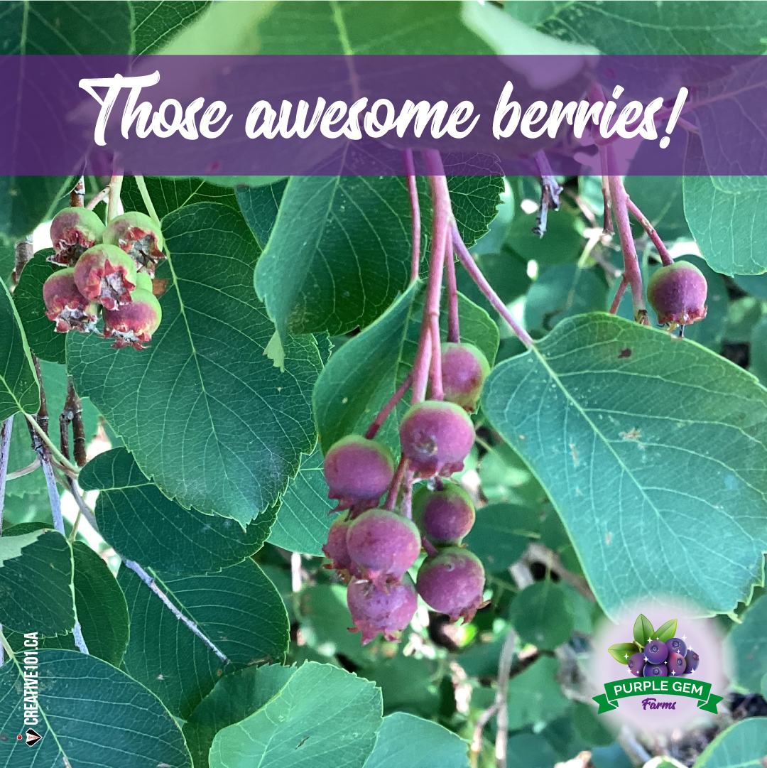 Still a couple weeks before we have berries to pick. The rain adds moisture to the berries and they will fill out with more flesh and size. 😊👍💜

#SaskatoonBerries #LeducBusiness #BerriesForRestaurants #BerriesForBakeries #BerriesRetail #BerryJuice #NaturesLittleGem