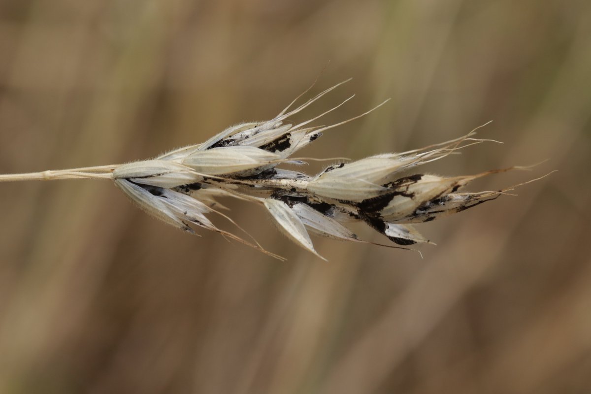 RPilze's tweet photo. Ustilago bromivora ex Bromus hordeaceus
#Bromushordeaceus #Bromus #WeicheTrespe #softbrome #Bromemou #forasaccopeloso #barbasdemacho #Ustilago #Ustilagobromivora #smut #smutfungus #Brand #Brandpilz #fungus #Pilz #champignon #natur #nature #phytopathology https://t.co/JhjuUMbgZJ