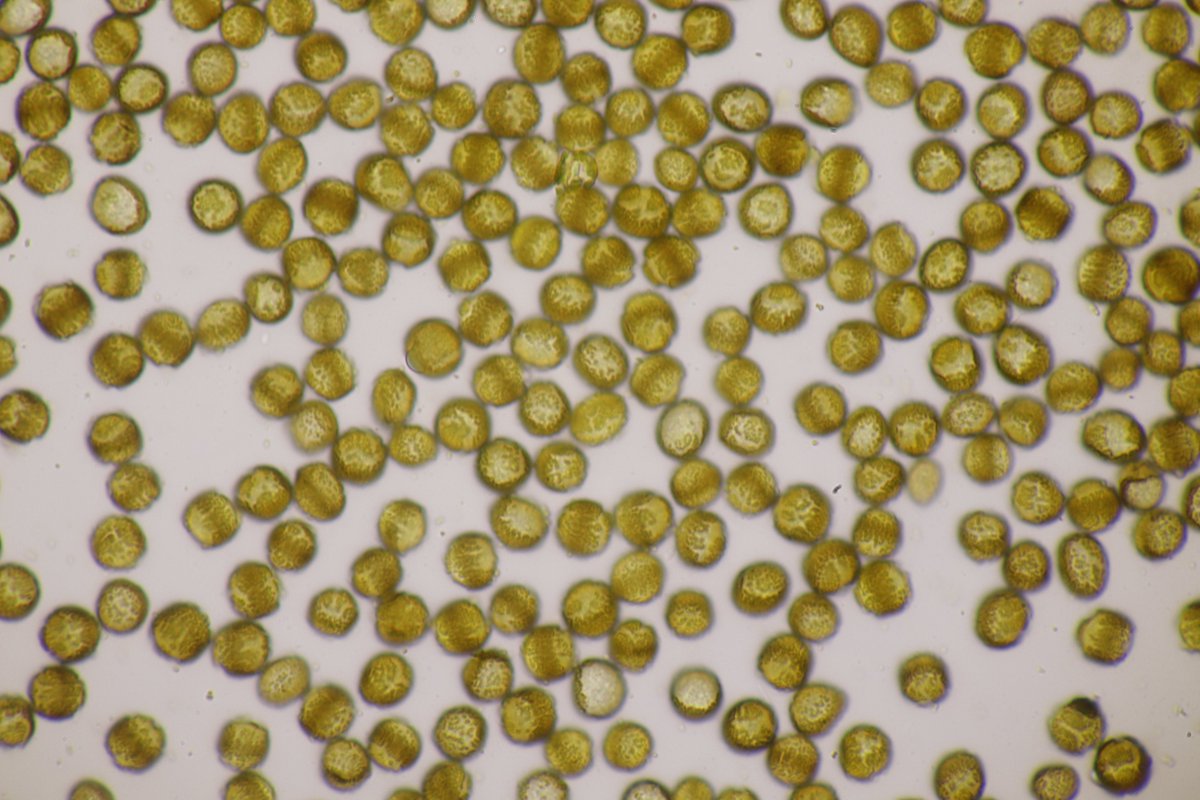 RPilze's tweet photo. Ustilago bromivora ex Bromus hordeaceus
#Bromushordeaceus #Bromus #WeicheTrespe #softbrome #Bromemou #forasaccopeloso #barbasdemacho #Ustilago #Ustilagobromivora #smut #smutfungus #Brand #Brandpilz #fungus #Pilz #champignon #natur #nature #phytopathology https://t.co/JhjuUMbgZJ