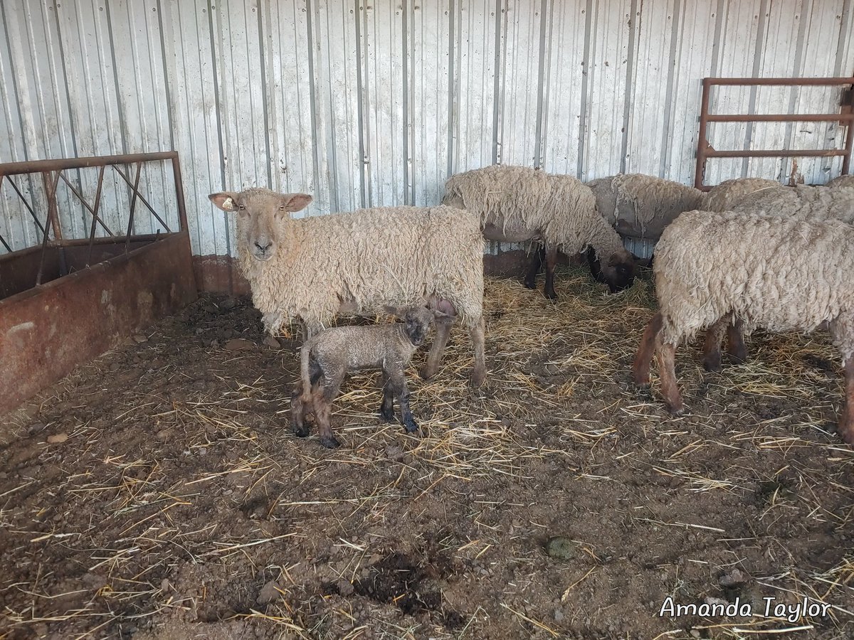 AmandaT1986's tweet photo. Mixed in the mob this morning... Do good things and make good choices little lamb! #eatlamb #sheep #misadventureswithamanda #oatlivestock #packerewes #lamb #lambing2023 #wool #woolsheep https://t.co/bMDIviWAsY