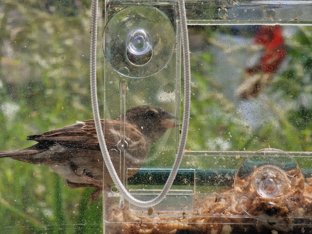 Today's feathery visitors to our bird feeder. Who will you spot when you visit the library?