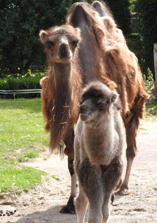 WelshMountainZo's tweet photo. As well as World Rainforest Day, today is also World Camel Day! 🐫

Can you name our youngest Bactrian Camel here at the Zoo, who is turning 1️⃣ in just under 2 weeks? Let us know in the comments below 👇

#WorldCamelDay #AlmostOne #SupportingConservation #WelshMountainZoo https://t.co/uRQ53OAuqY