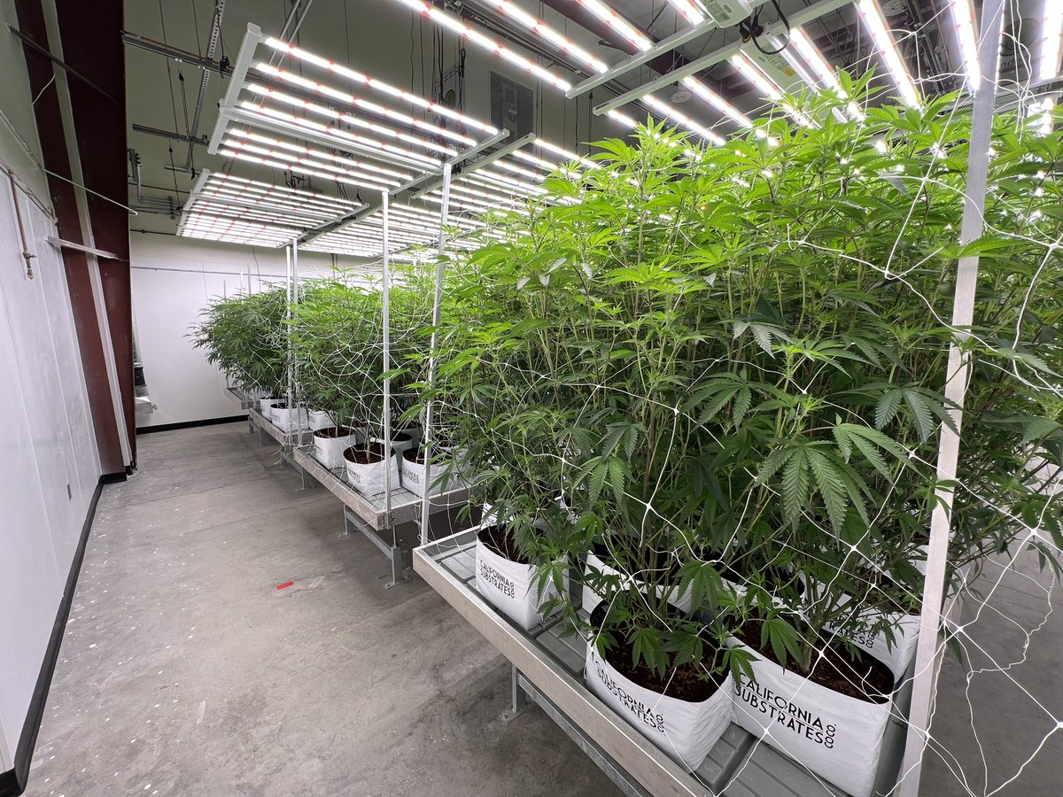 Mjgas50's tweet image. Room looking thick! Healthy plants take continuous canopy maintenance, until bud set. This room is 🚀🚀🚀
#floatgenetics #genetics #geneticlibrary #led #legacyfarmer #legacy #mjgas #cannabis #flower #socal #pheno #phenohunter #strains #strain #selections #boutique