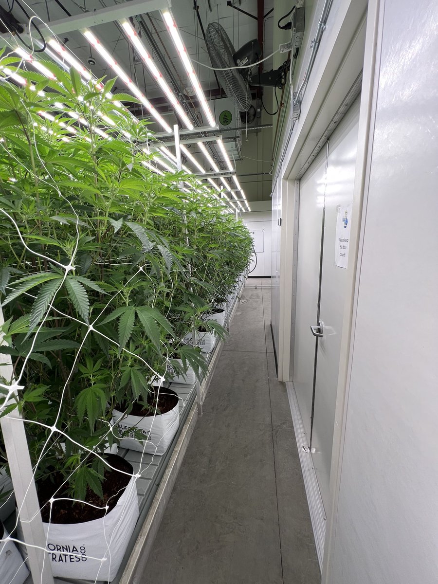 Mjgas50's tweet image. Room looking thick! Healthy plants take continuous canopy maintenance, until bud set. This room is 🚀🚀🚀
#floatgenetics #genetics #geneticlibrary #led #legacyfarmer #legacy #mjgas #cannabis #flower #socal #pheno #phenohunter #strains #strain #selections #boutique
