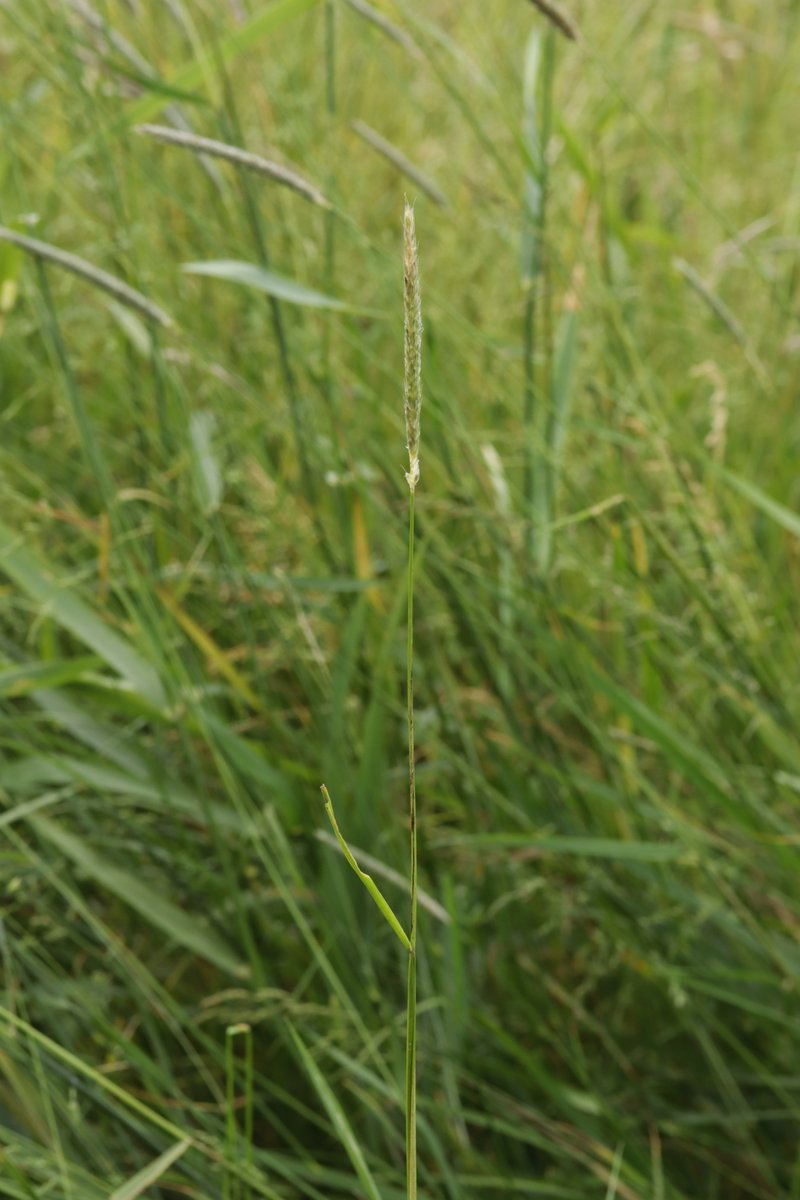 RPilze's tweet photo. Ustilago alopecurivora ex Alopecurus pratensis

#Ustilagoalopecurivora #Ustilago #smut #smutfungus #Brand #Brandpilz #Alopecuruspratensis #Alopecurus #WiesenFuchsschwanz #meadowfoxtail #Vulpindesprés #mushroom #mushrooms #fungus #pilz #champignon #nature #phytopathology https://t.co/rlIuFXOESe
