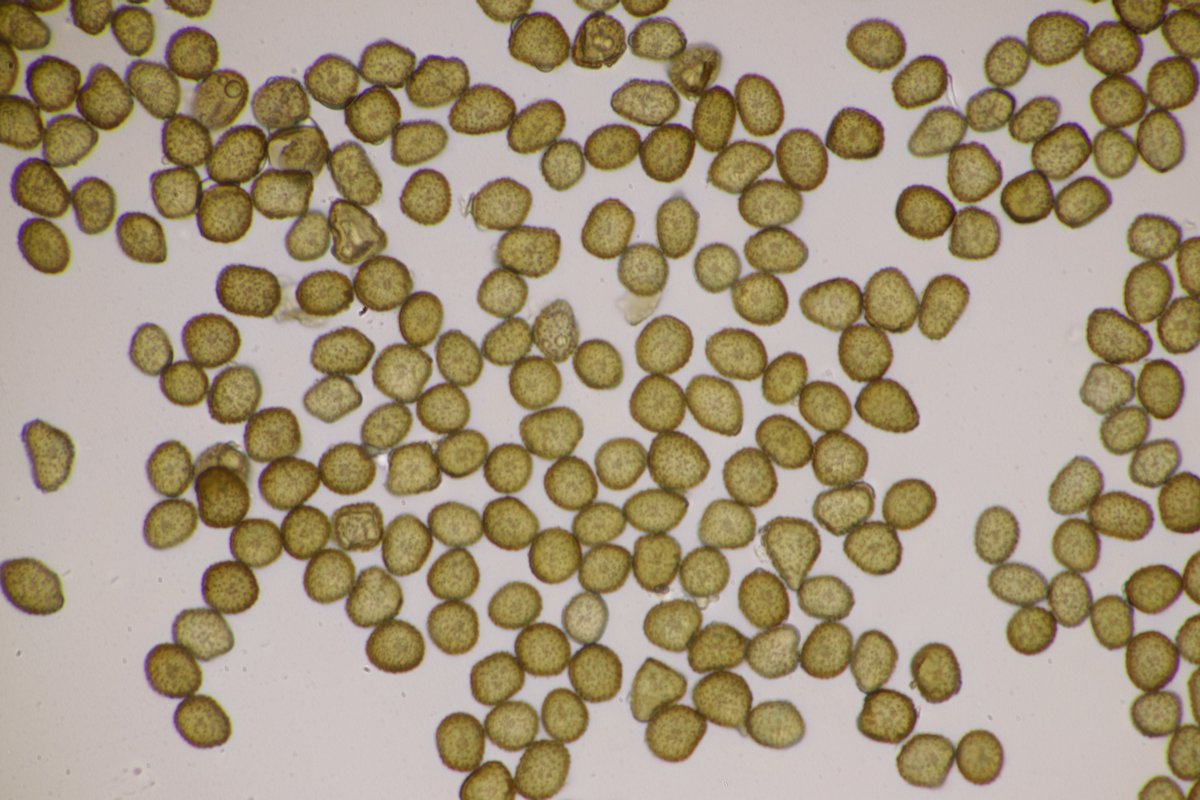 RPilze's tweet photo. Ustilago alopecurivora ex Alopecurus pratensis

#Ustilagoalopecurivora #Ustilago #smut #smutfungus #Brand #Brandpilz #Alopecuruspratensis #Alopecurus #WiesenFuchsschwanz #meadowfoxtail #Vulpindesprés #mushroom #mushrooms #fungus #pilz #champignon #nature #phytopathology https://t.co/rlIuFXOESe