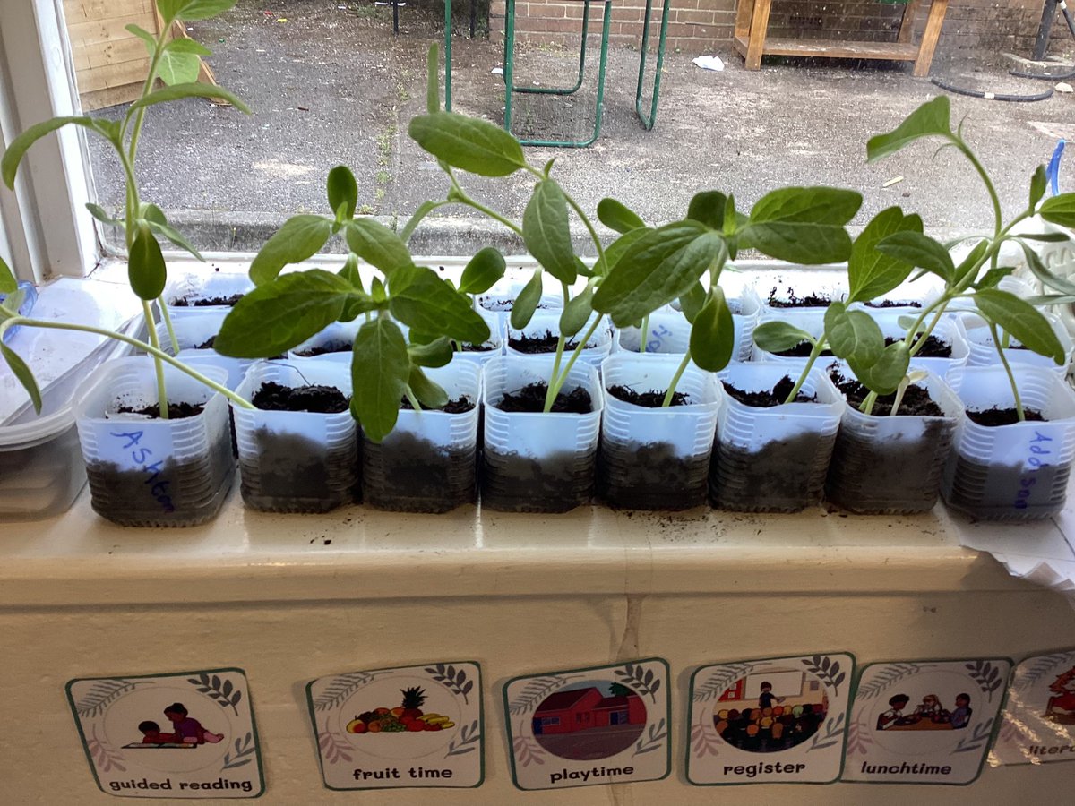 Dosbarth Willow have been patiently watching and waiting for their sunflowers to grow …and look at how tall some of them are! Lots of them are ready for bigger pots, the children definitely have greener fingers than me! <a href="/MillbrookP/">Millbrook Primary</a>