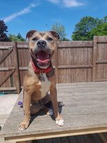 The_Animal_Team's tweet photo. 2 Poundies, BONNIE &amp; SCRAPPY went off together with 2 transporters, &amp; 2 more Poundies, KEITH &amp; OTIS together with 1 transporter, all on their #freedomrides to a safe space via our Volunteer Transport Network. https://t.co/BZtLUGNefy #DonationsSaveLives #GetYourRescueOn https://t.co/VxRlSZp7En