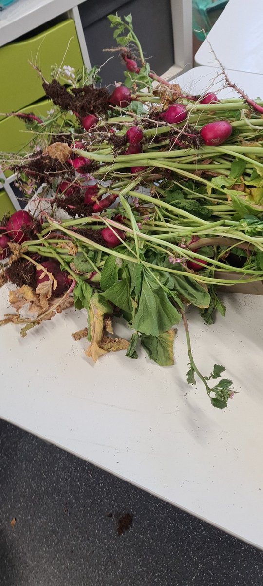 PenllergaerP's tweet image. Year 3/4 have been busy gardening! Lettuce, peas and radish will be available from outside the main office from 8.45am tomorrow at pay as you feel prices. Please put your contribution in the trust box at the front by the main doors! Diolch! #PPSHW #PPSCom #PPSEIC 😁🥬