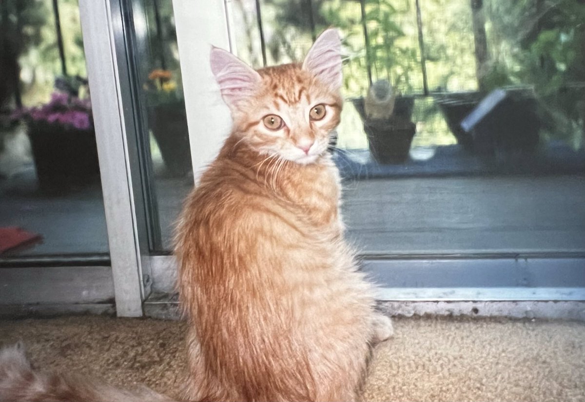 Awwww I look so sweet and calm as a baby🐾

GOTCHA‼️ This isn’t me‼️ this is my namesake Kimo 
#ThrowbackThursday  #Kitten #ThursdayFunDay