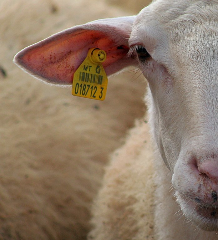 No one is free as long as we live under a system that puts tags and numbers on sentient individuals to deprive them of their personhood and reduce them to merchandise.