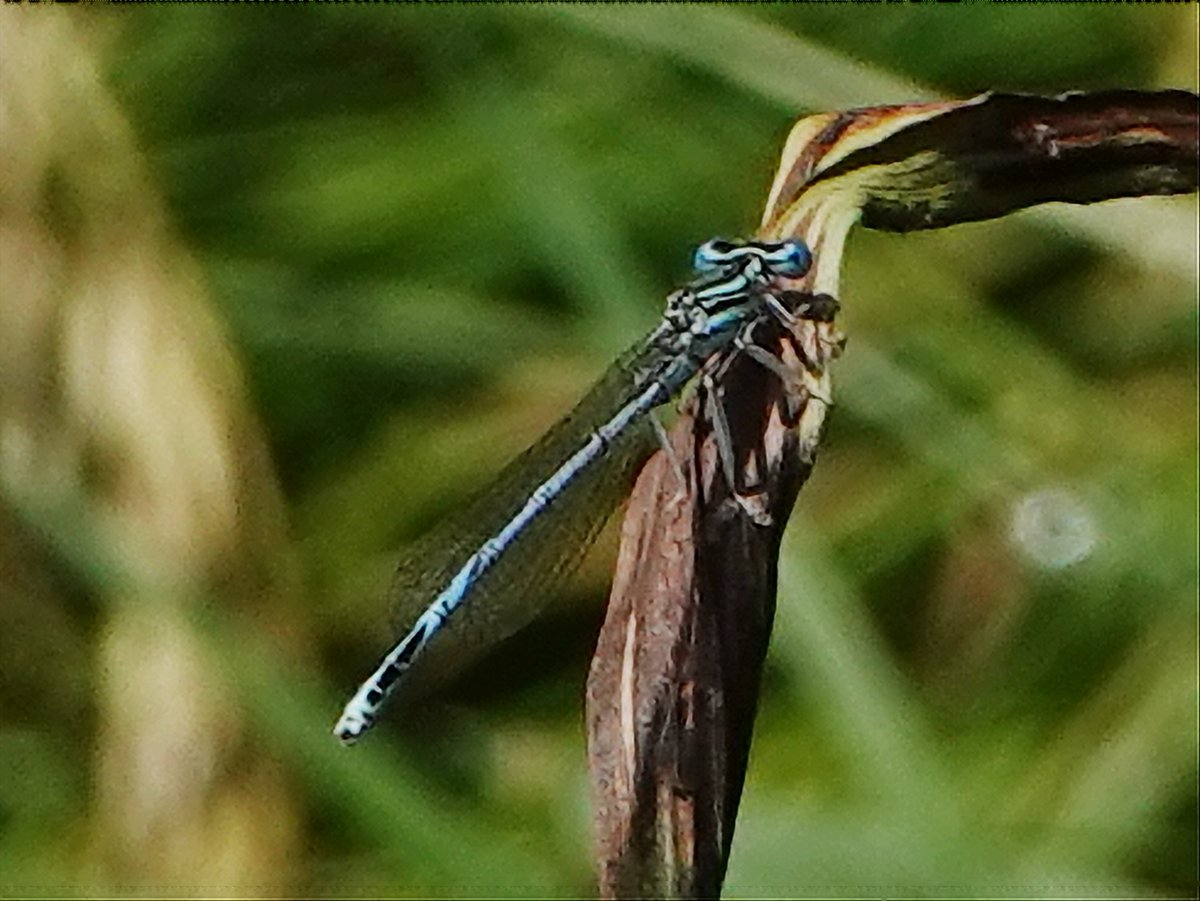 White-legged Damselflies at 2 places (River Lee & New River) at Kingsmead (Herts) today was a pleasant surprise. Never seen one here before (though there are 1 or 2 previous records).