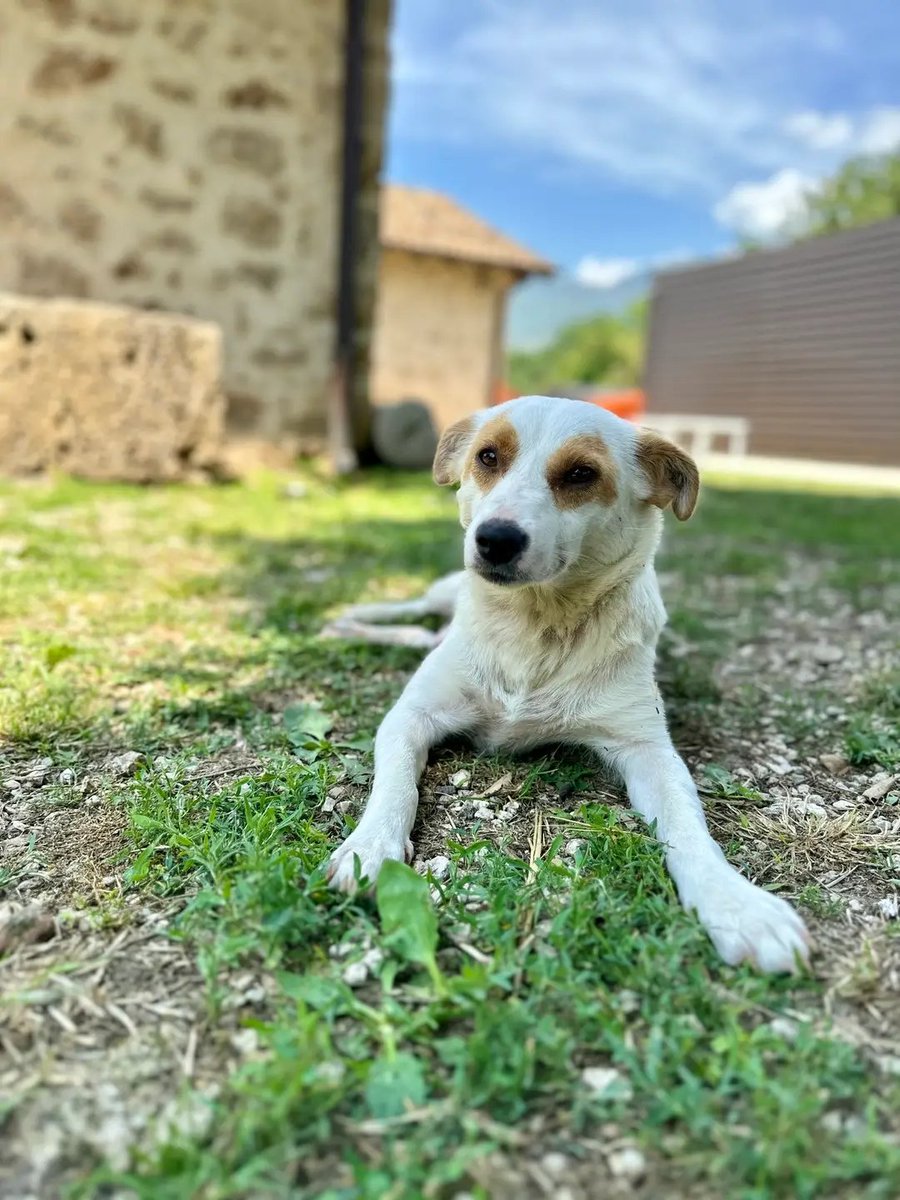 Bradipo inside Susita 🐈🐾🐱🐦 tweet media