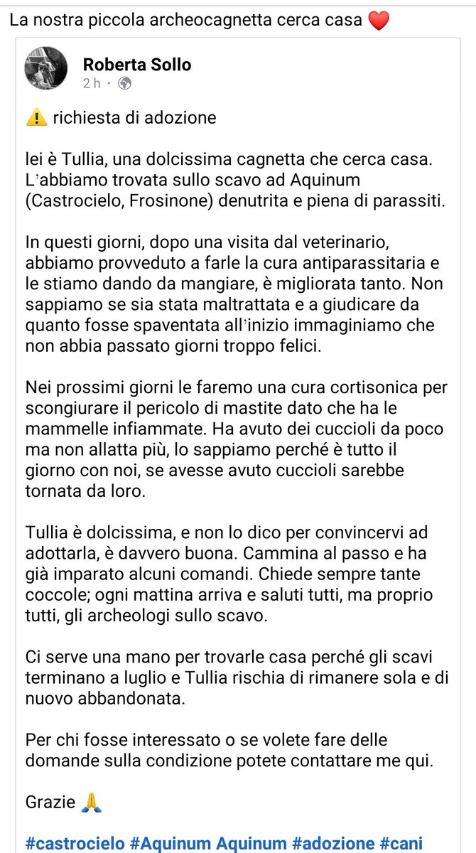 Tullia degli scavi di #aquinum cerca casa! Sono disponibile a metterci in contatto con Roberta, fare girare per favore! <a href="/ancient_aquinum/">Aquinum</a>